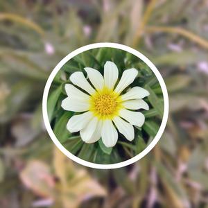 日韩二区视频免费观看
