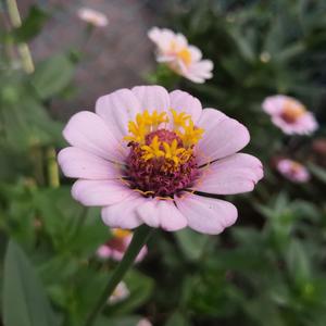 国产老奶奶操逼xxx69
